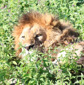 King of Ngorongoro Crater